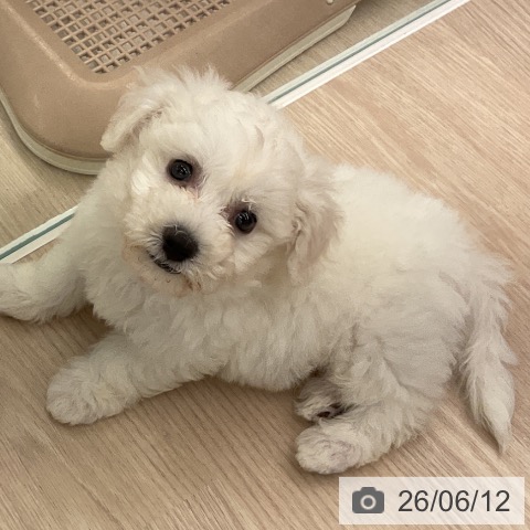 福井県のビションフリーゼ (ペットプラス 福井店/2026年4月10日生まれ/男の子/ホワイト)の子犬の4枚目の画像