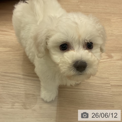 福井県のビションフリーゼ (ペットプラス 福井店/2026年4月10日生まれ/男の子/ホワイト)の子犬の3枚目の画像