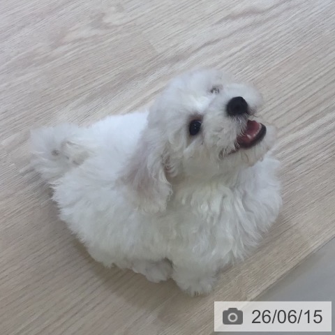 富山県のビションフリーゼ (ペットプラス 高岡店/2026年4月10日生まれ/女の子/ホワイト)の子犬の3枚目の画像