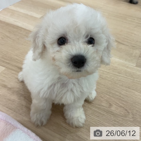 愛知県のビションフリーゼ (ペットプラス 熱田店/2026年4月10日生まれ/女の子/ホワイト)の子犬の4枚目の画像