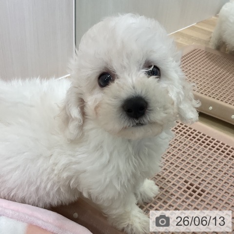 愛知県のビションフリーゼ (ペットプラス 熱田店/2026年4月10日生まれ/女の子/ホワイト)の子犬の3枚目の画像