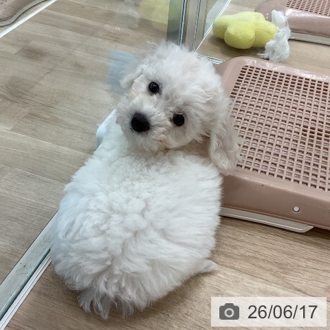 愛知県のビションフリーゼ (ペットプラス 熱田店/2026年4月10日生まれ/女の子/ホワイト)の子犬の4枚目の画像