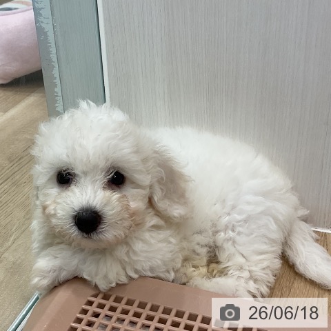 愛知県のビションフリーゼ (ペットプラス 熱田店/2026年4月10日生まれ/女の子/ホワイト)の子犬の3枚目の画像
