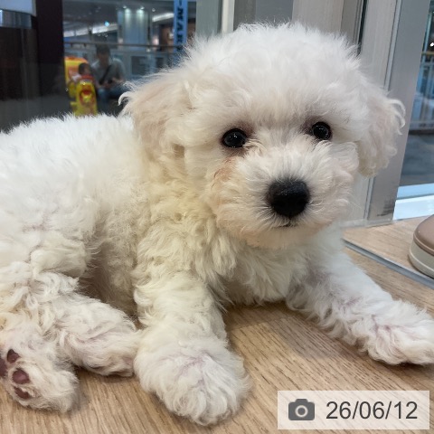愛知県のビションフリーゼ (ペットプラス 三好店/2026年4月10日生まれ/女の子/ホワイト)の子犬の4枚目の画像