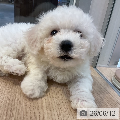 愛知県のビションフリーゼ (ペットプラス 岡崎店/2026年4月10日生まれ/女の子/ホワイト)の子犬の3枚目の画像