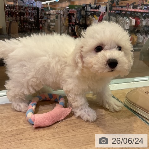 愛知県のビションフリーゼ (ペットプラス 岡崎店/2026年4月10日生まれ/女の子/ホワイト)の子犬の3枚目の画像