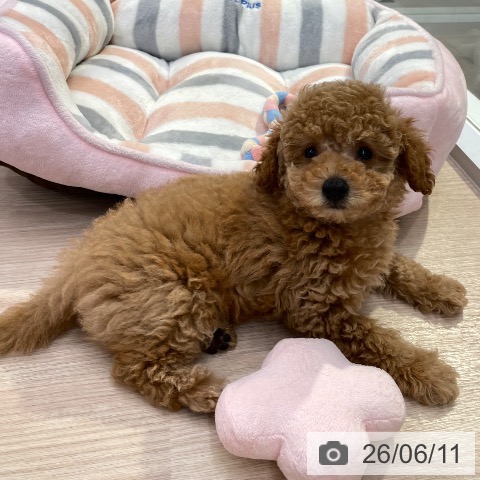 愛知県のトイプードル(トイ) (ペットプラス 豊田店/2026年4月10日生まれ/男の子/アプリコット)の子犬の3枚目の画像