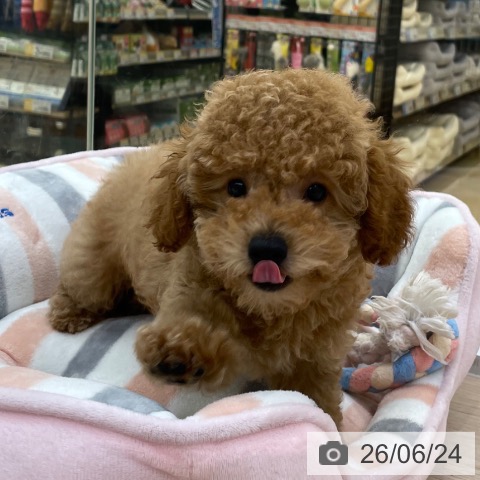 愛知県のトイプードル(トイ) (ペットプラス 豊田店/2026年4月10日生まれ/男の子/アプリコット)の子犬の3枚目の画像
