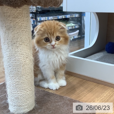 大阪府のスコティッシュフォールド (ペットプラス りんくう泉南店/2026年4月6日生まれ/女の子/レッドタビーホワイト)の子猫の3枚目の画像