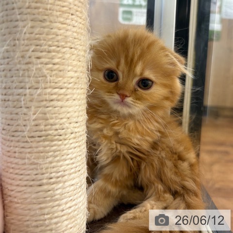 スコティッシュフォールドの写真