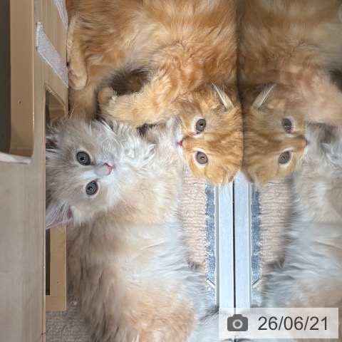 スコティッシュフォールドの写真