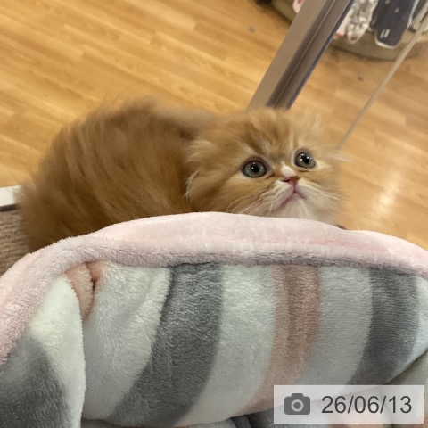 スコティッシュフォールドの写真