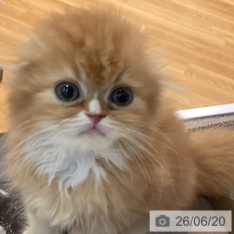 京都府のスコティッシュフォールド (ペットプラス イオンモールKYOTO店/2026年4月9日生まれ/男の子/レッドタビーホワイト)の子猫の3枚目の画像