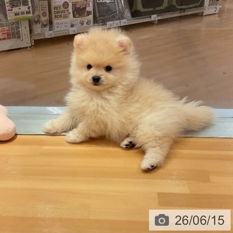 愛知県のポメラニアン (ペットプラス 名古屋茶屋店/2026年4月11日生まれ/男の子/クリーム)の子犬の4枚目の画像