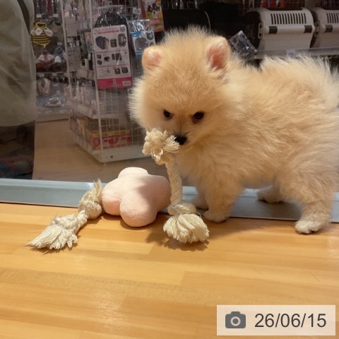 愛知県のポメラニアン (ペットプラス 名古屋茶屋店/2026年4月11日生まれ/男の子/クリーム)の子犬の3枚目の画像