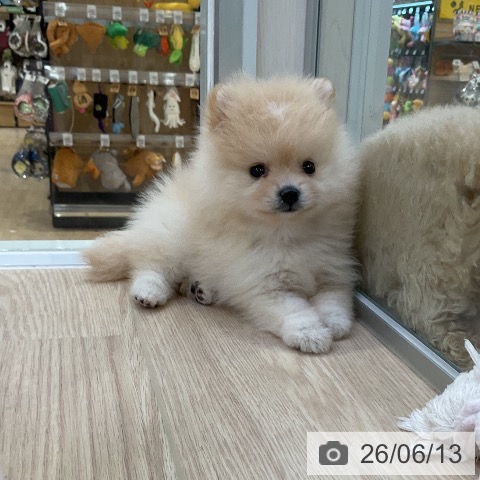 ポメラニアンの写真