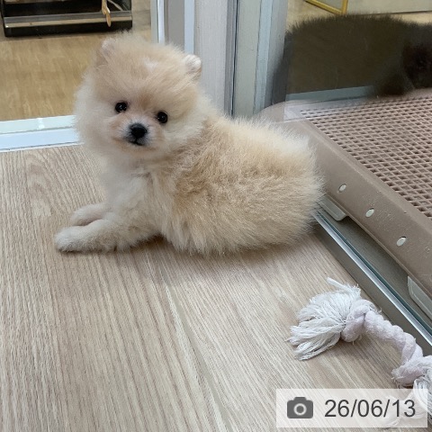 ポメラニアンの写真