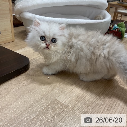 ペルシャの写真