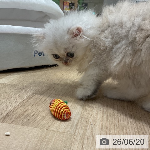 ペルシャの写真