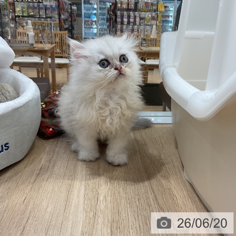 ペルシャの写真