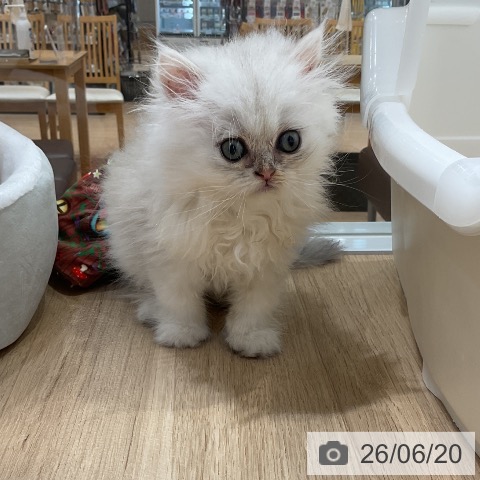 ペルシャの写真