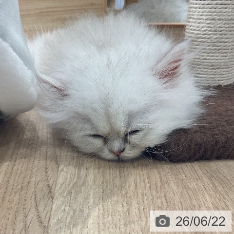 愛知県のペルシャ (ペットプラス ナゴヤドーム前店/2026年4月12日生まれ/男の子/チンチラシルバー)の子猫の3枚目の画像