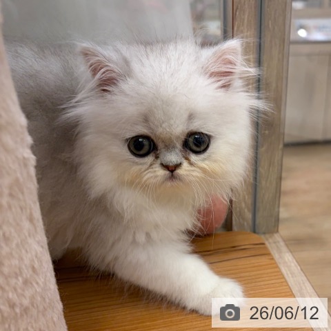 大阪府のペルシャ (ペットプラス イオン大日店/2026年4月12日生まれ/女の子/チンチラシルバー)の子猫の4枚目の画像