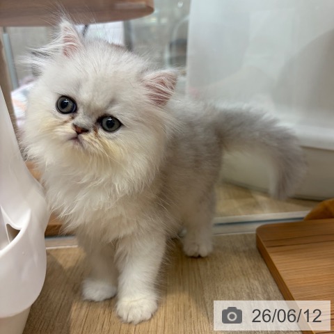 大阪府のペルシャ (ペットプラス イオン大日店/2026年4月12日生まれ/女の子/チンチラシルバー)の子猫の3枚目の画像