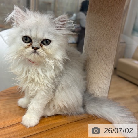 大阪府のペルシャ (ペットプラス イオン大日店/2026年4月12日生まれ/女の子/チンチラシルバー)の子猫の3枚目の画像