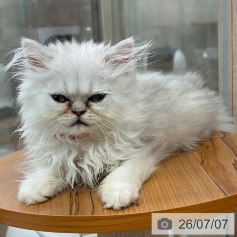 大阪府のペルシャ (ペットプラス イオン大日店/2026年4月12日生まれ/女の子/チンチラシルバー)の子猫の4枚目の画像