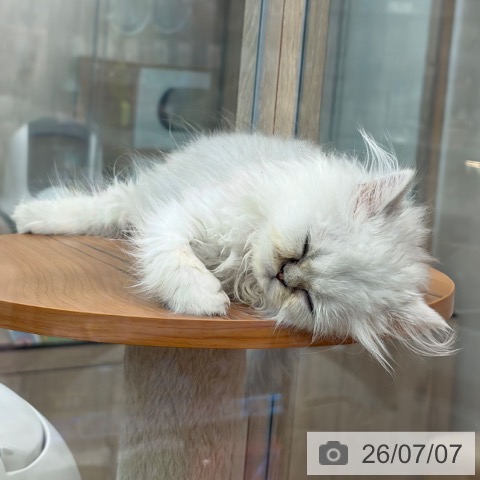大阪府のペルシャ (ペットプラス イオン大日店/2026年4月12日生まれ/女の子/チンチラシルバー)の子猫の3枚目の画像