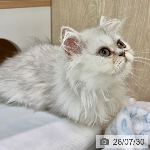 大阪府のペルシャ (ペットプラス イオン大日店/2026年4月12日生まれ/女の子/チンチラシルバー)の子猫の3枚目の画像