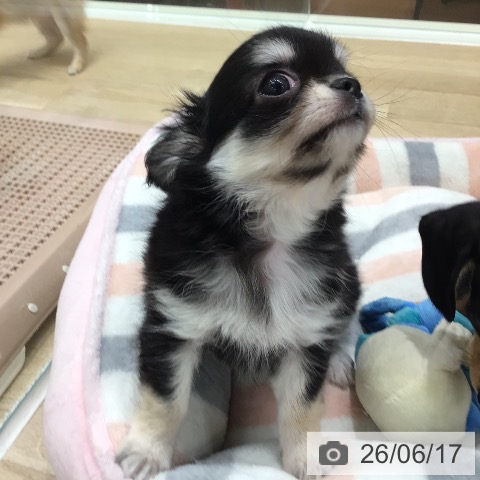岐阜県のチワワ(ロング) (ペットプラス 各務原店/2026年4月10日生まれ/男の子/ブラッククリーム)の子犬の3枚目の画像