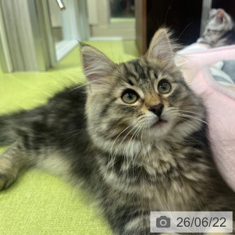 ノルウェージャンフォレストキャットの写真
