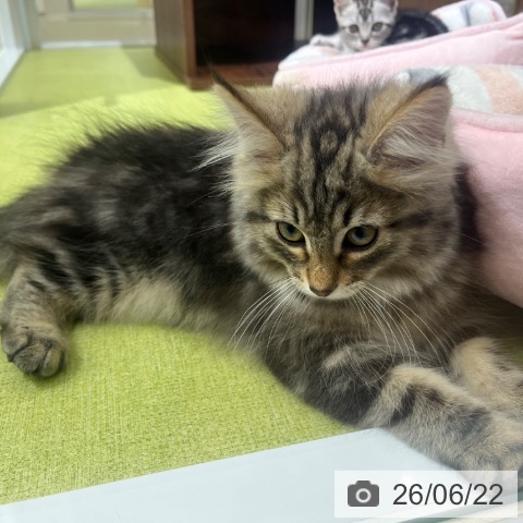 ノルウェージャンフォレストキャットの写真
