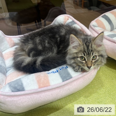 ノルウェージャンフォレストキャットの写真