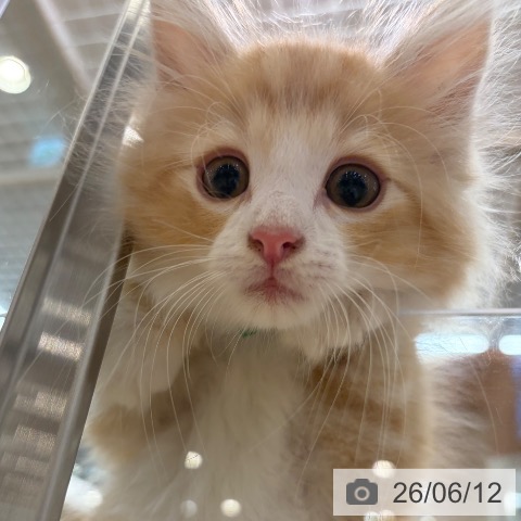 ノルウェージャンフォレストキャットの写真