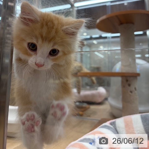 ノルウェージャンフォレストキャットの写真