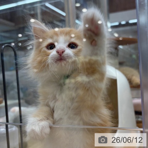 ノルウェージャンフォレストキャットの写真