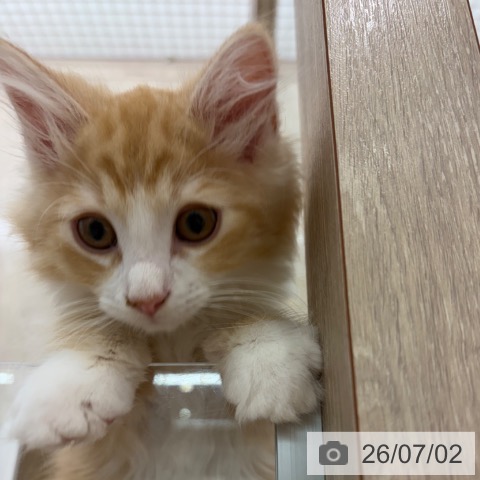 大阪府のノルウェージャンフォレストキャット (ペットプラス イオン大日店/2026年4月11日生まれ/男の子/レッドタビーホワイト)の子猫の3枚目の画像
