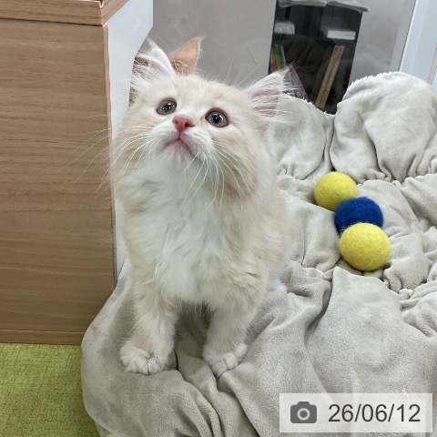 ノルウェージャンフォレストキャットの写真
