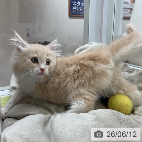 ノルウェージャンフォレストキャットの写真