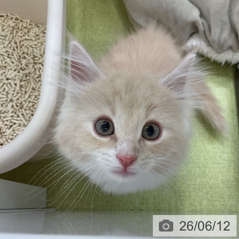 ノルウェージャンフォレストキャットの写真