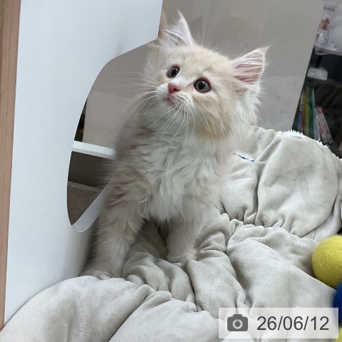 ノルウェージャンフォレストキャットの写真