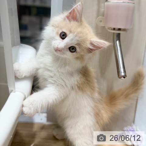 ノルウェージャンフォレストキャットの写真