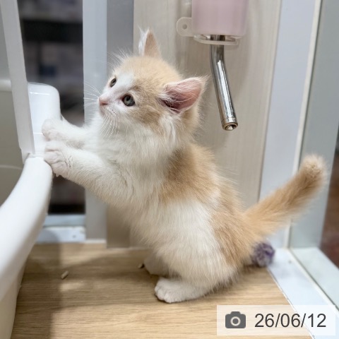 ノルウェージャンフォレストキャットの写真