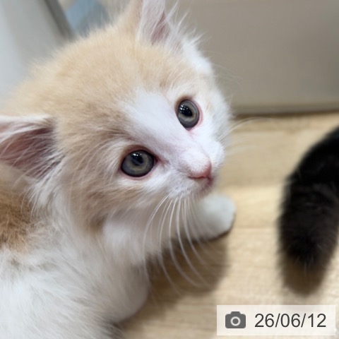 ノルウェージャンフォレストキャットの写真