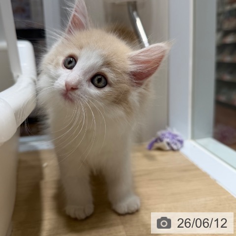 ノルウェージャンフォレストキャットの写真