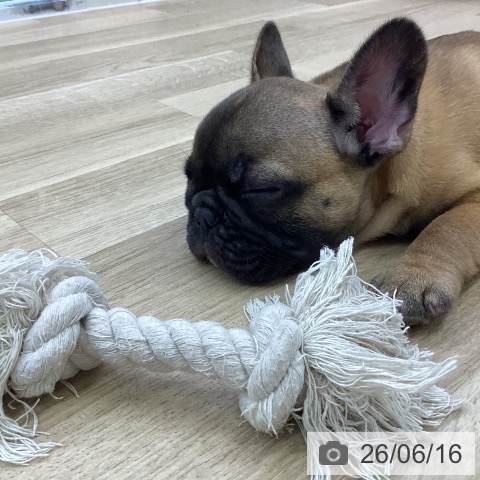愛知県のフレンチブルドッグ (ペットプラス mozoワンダーシティ店/2026年4月3日生まれ/男の子/フォーン)の子犬の3枚目の画像