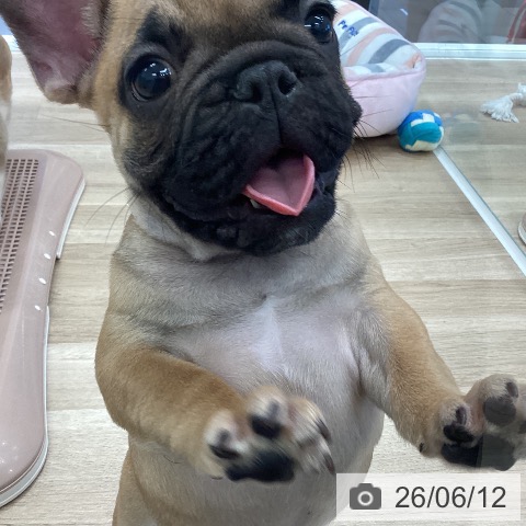 岐阜県のフレンチブルドッグ (ペットプラス 各務原店/2026年4月3日生まれ/男の子/フォーン)の子犬の4枚目の画像